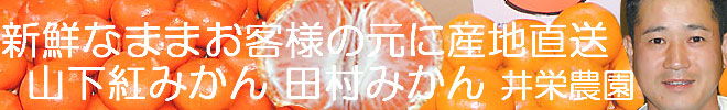 井栄農園-田村みかん紅みかん果物柑橘類産地直送販売画像