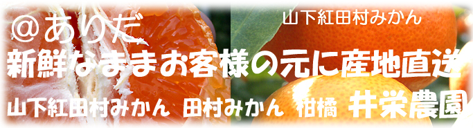 井栄農園-田村みかん紅みかん果物柑橘類産地直送販売-お取り寄せ-画像